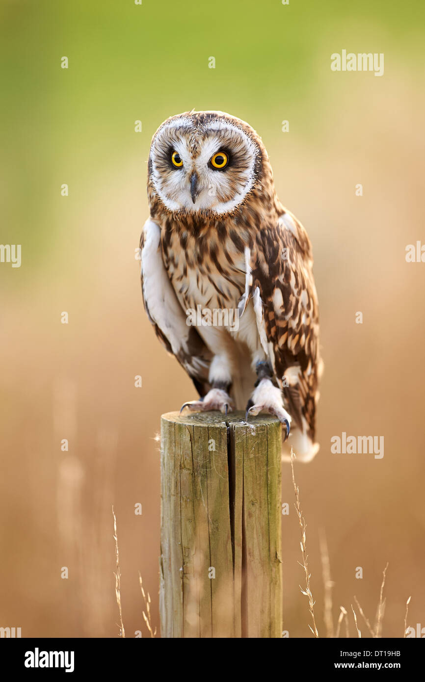 Un Short-Eared Owl est assis sur un post Banque D'Images