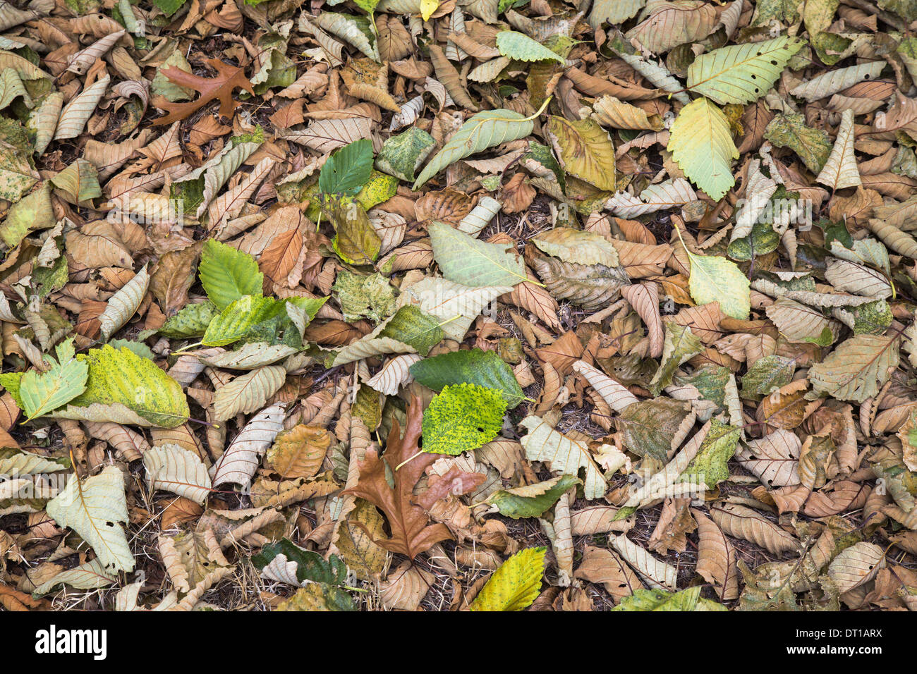 Seattle Washington USA feuilles de l'aulne sur le terrain au parc de découverte de l'automne Banque D'Images