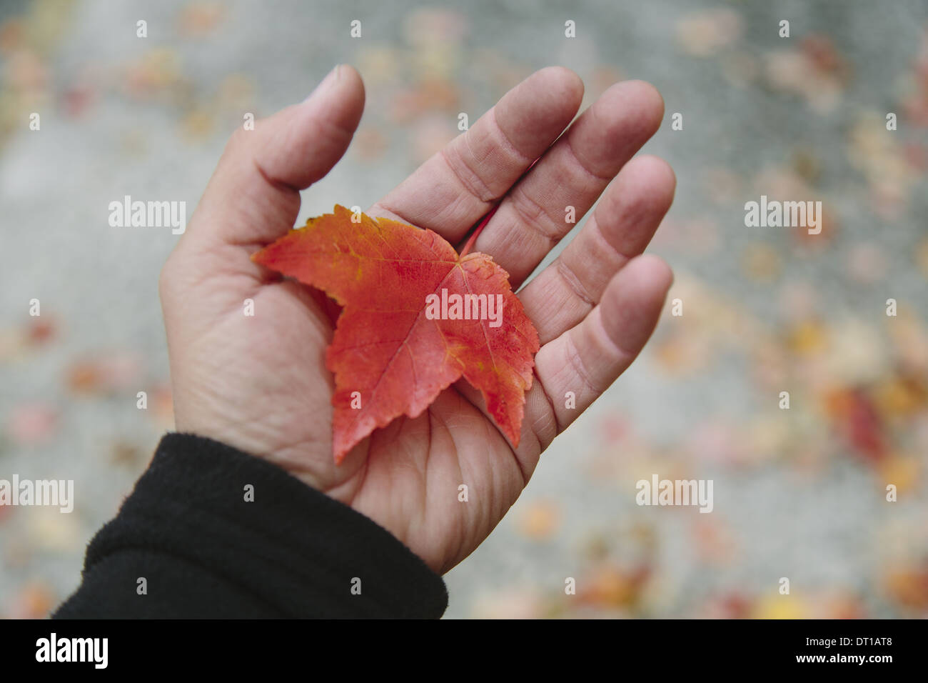 Seattle Washington USA man's hand holding maple leaf paume de la main Banque D'Images