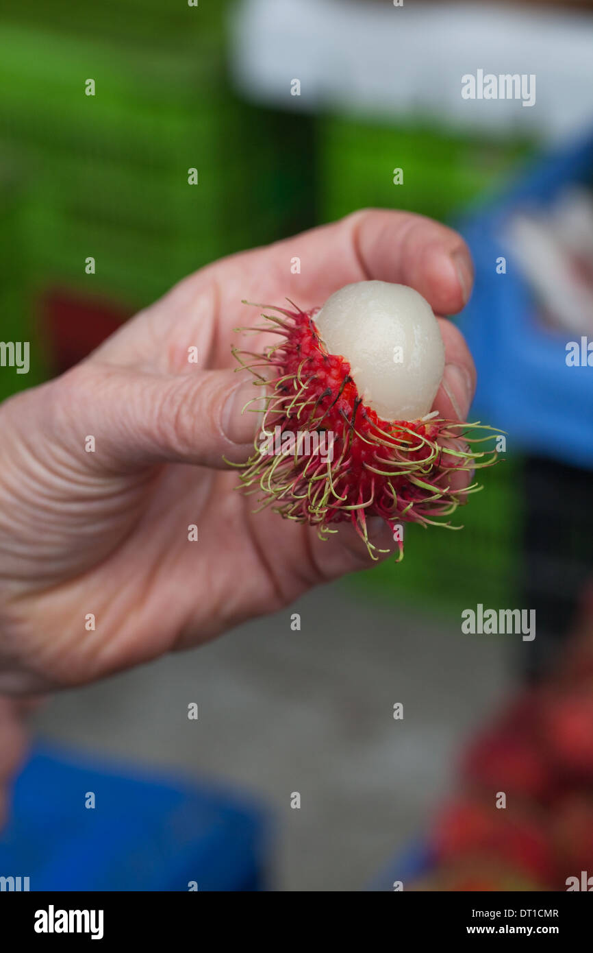 Fruits litchi (Litchi chinensis). Tenue à la main. Pelées partiellement pour montrer l'intérieur de la pâte. Variété récoltée récemment, ou le cultivar. Banque D'Images