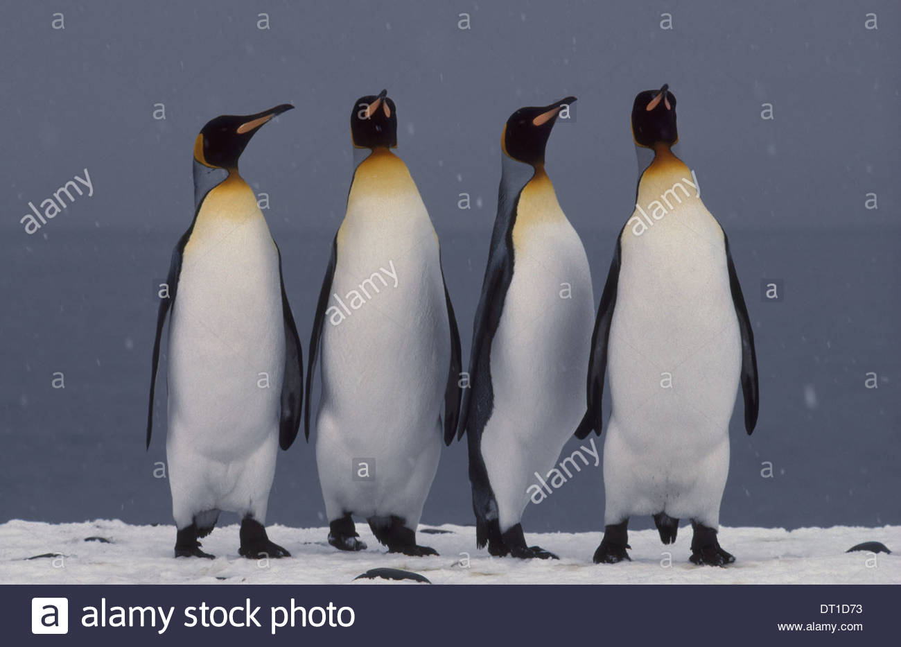 South Georgia Island King penguins courting Aptenodytes patagonicus Banque D'Images