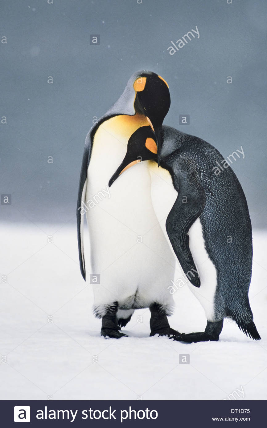 South Georgia Island King penguins courting Aptenodytes patagonicus Banque D'Images