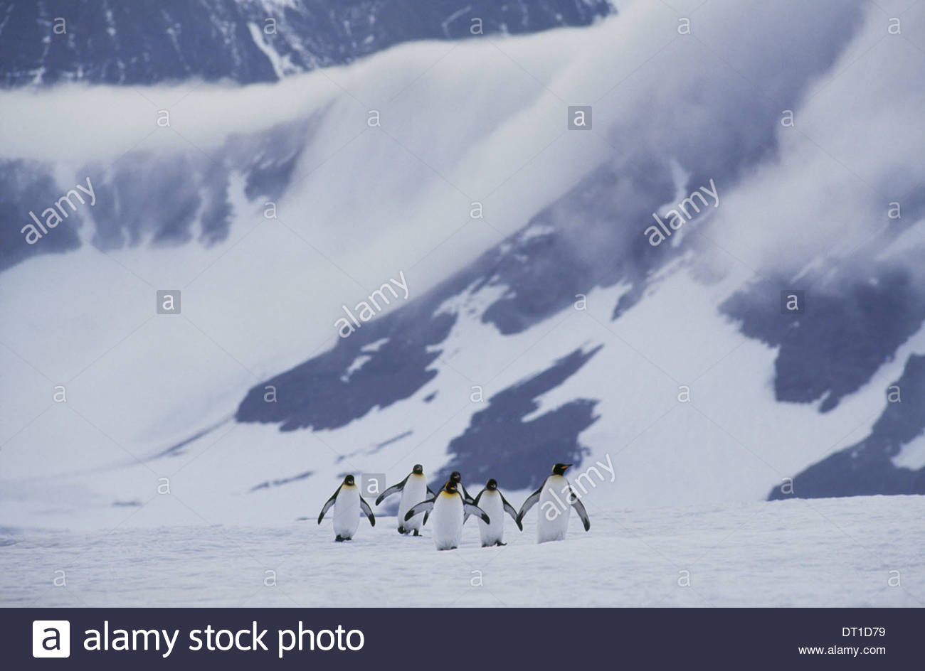 L'île de Géorgie du sud traversant le manchot royal Aptenodytes patagonicus glace Banque D'Images