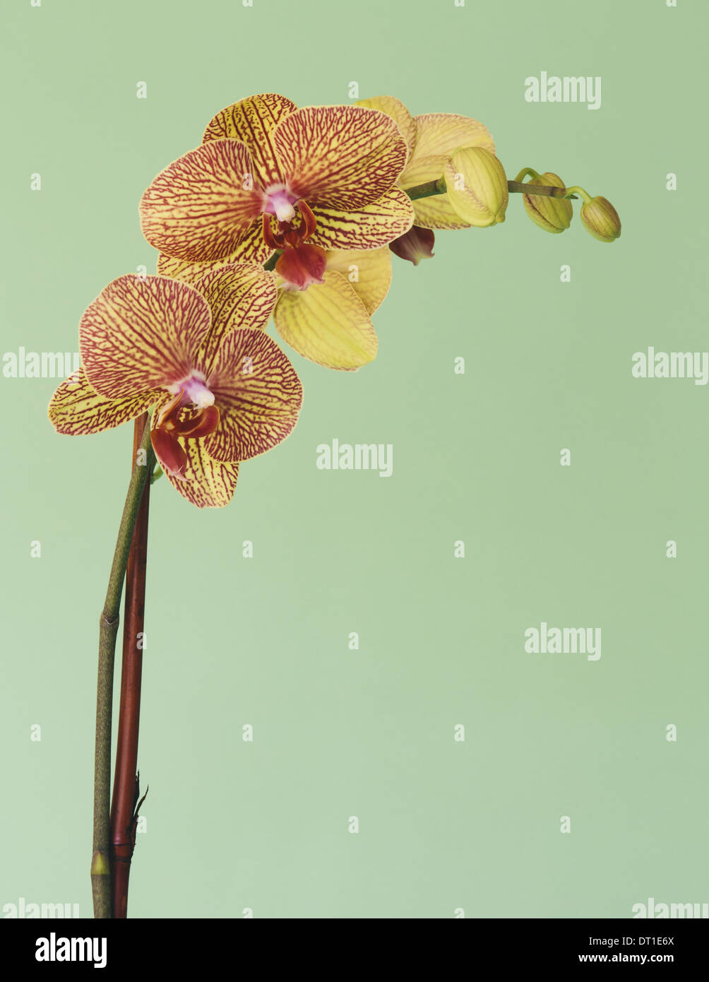 Pétales de rose à fleurs orchidée Phalaenopsis Banque D'Images