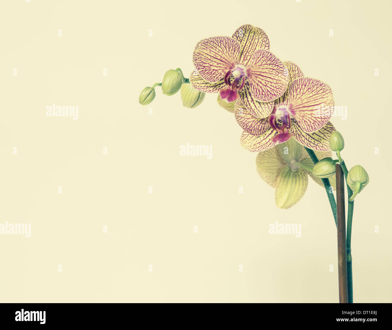 Orchidée Phalaenopsis en fleurs pétales rose jaune Banque D'Images