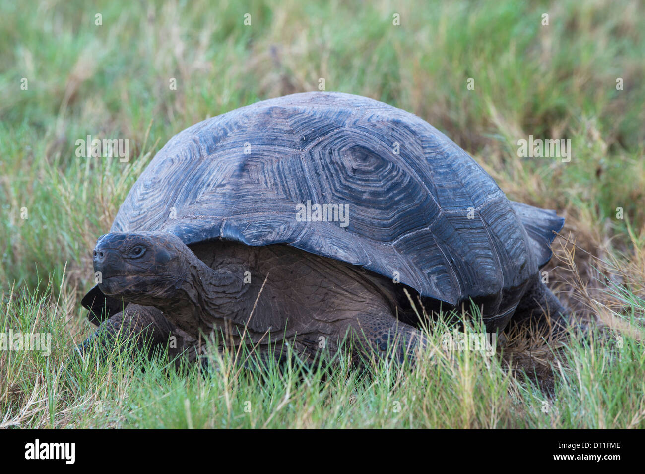 Tortue géante des Galapagos (Geochelone elephantophus vandenburgi), Bahia, l'île Isabela Urvina, Galapagos, Equateur, Site de l'UNESCO Banque D'Images