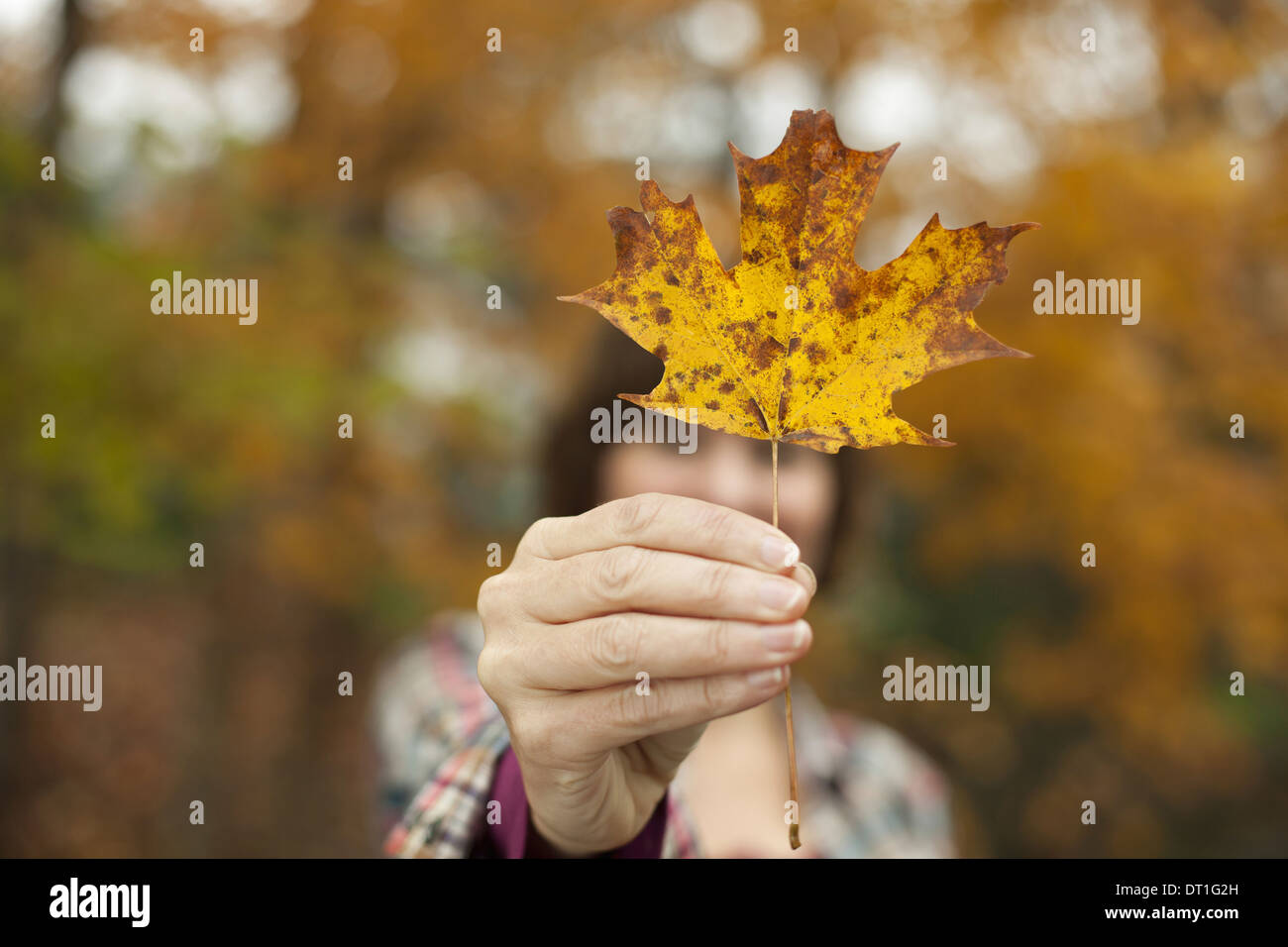 Woodland en automne une femme tenant une feuille d'automne une feuille d'érable dans sa main Banque D'Images