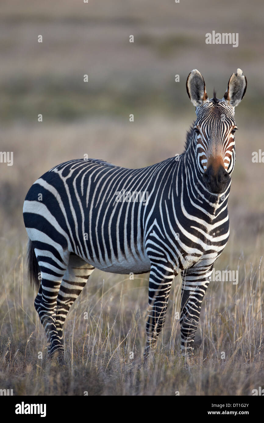 Zèbre de montagne du cap (Equus zebra zebra), étalon Mountain Zebra National Park, Afrique du Sud, l'Afrique Banque D'Images