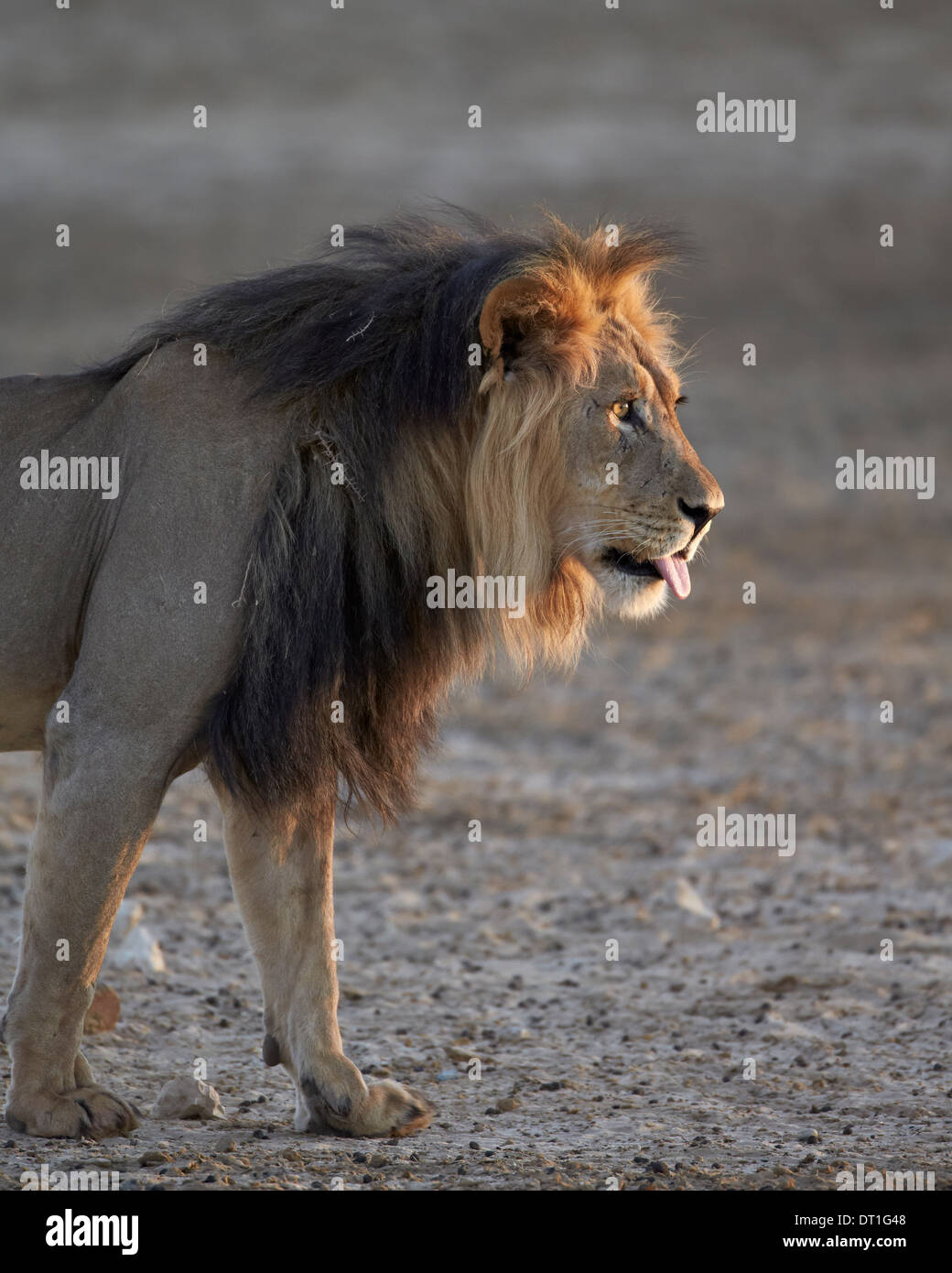 Lion (Panthera leo), Kgalagadi Transfrontier Park, qui englobe l'ancien Kalahari Gemsbok National Park, Afrique du Sud, l'Afrique Banque D'Images