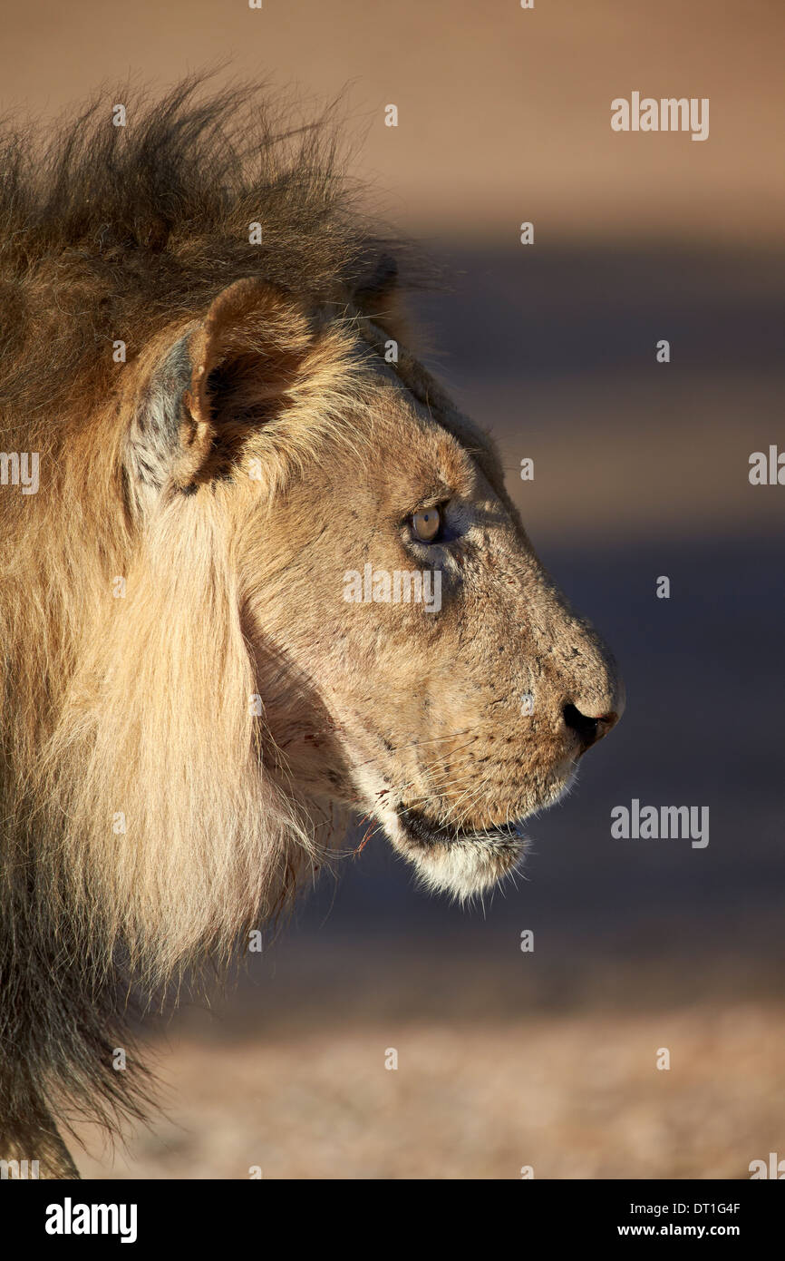 Lion (Panthera leo), Kgalagadi Transfrontier Park, qui englobe l'ancien Kalahari Gemsbok National Park, Afrique du Sud, l'Afrique Banque D'Images