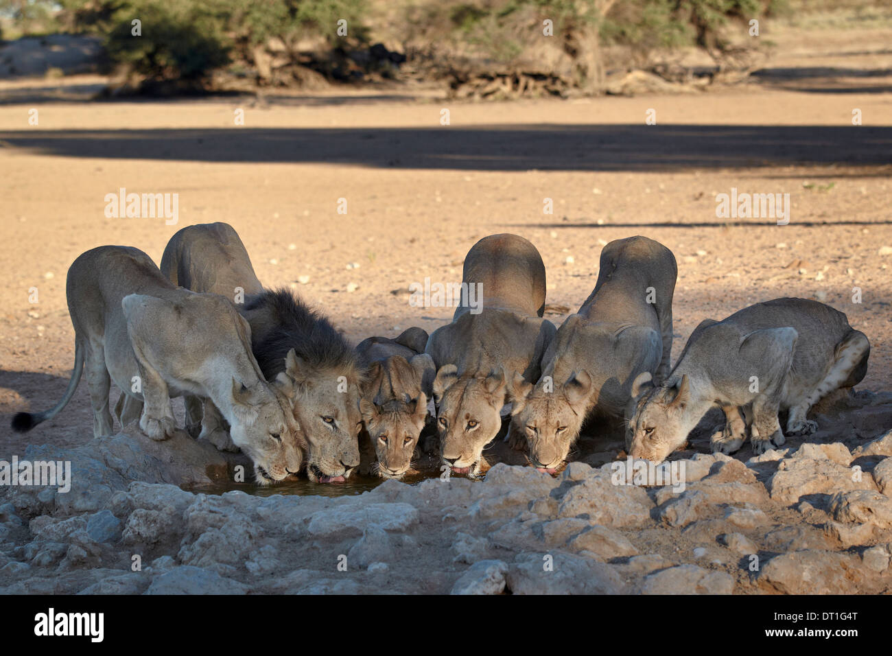 Lion (Panthera leo) famille de boire, Kgalagadi Transfrontier Park, l'ancien parc national de Kalahari Gemsbok, Afrique du Sud Banque D'Images