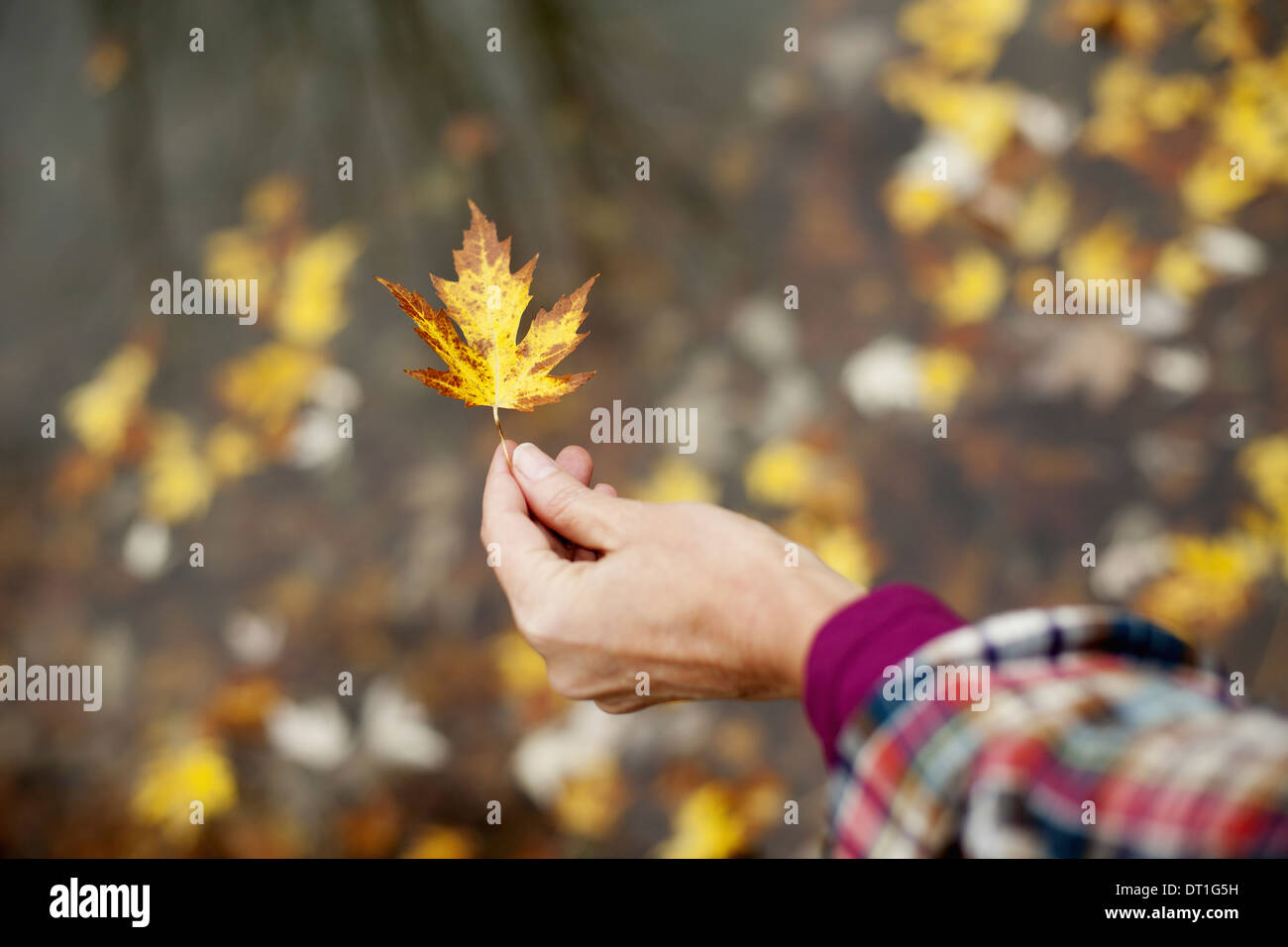 Une femme tenant une feuille d'automne une feuille d'érable de brunir Banque D'Images