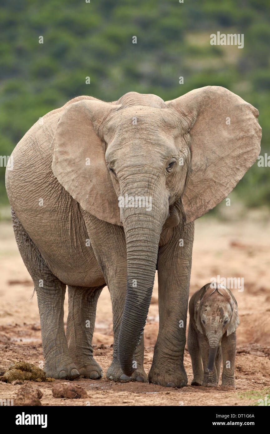 L'éléphant africain (Loxodonta africana) la mère et l'enfant, Addo Elephant National Park, Afrique du Sud, l'Afrique Banque D'Images