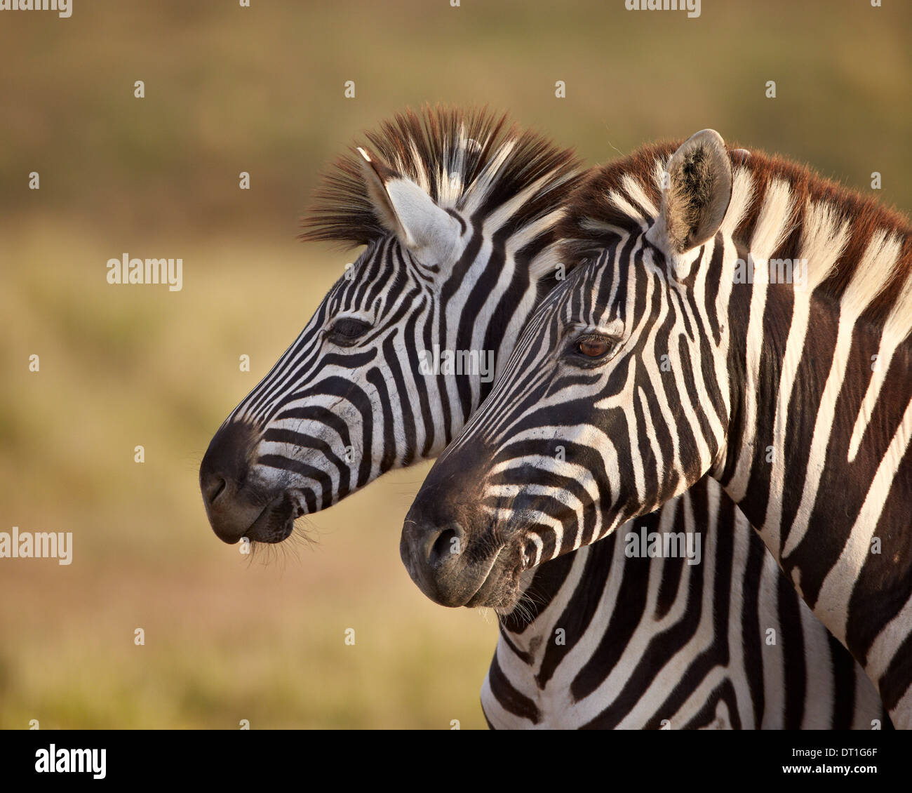 Commune de remorquage (zebra zèbre Des Plaines) (le zèbre de Burchell (Equus burchelli), l'Addo Elephant National Park, Afrique du Sud, l'Afrique Banque D'Images