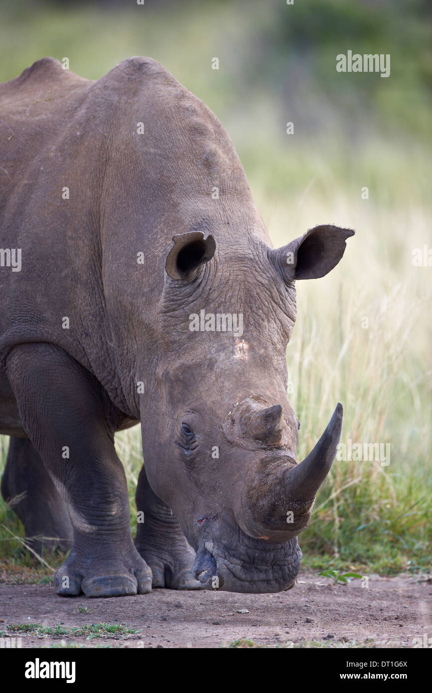 Le rhinocéros blanc (Ceratotherium simum), Hluhluwe Game Reserve, Afrique du Sud, l'Afrique Banque D'Images