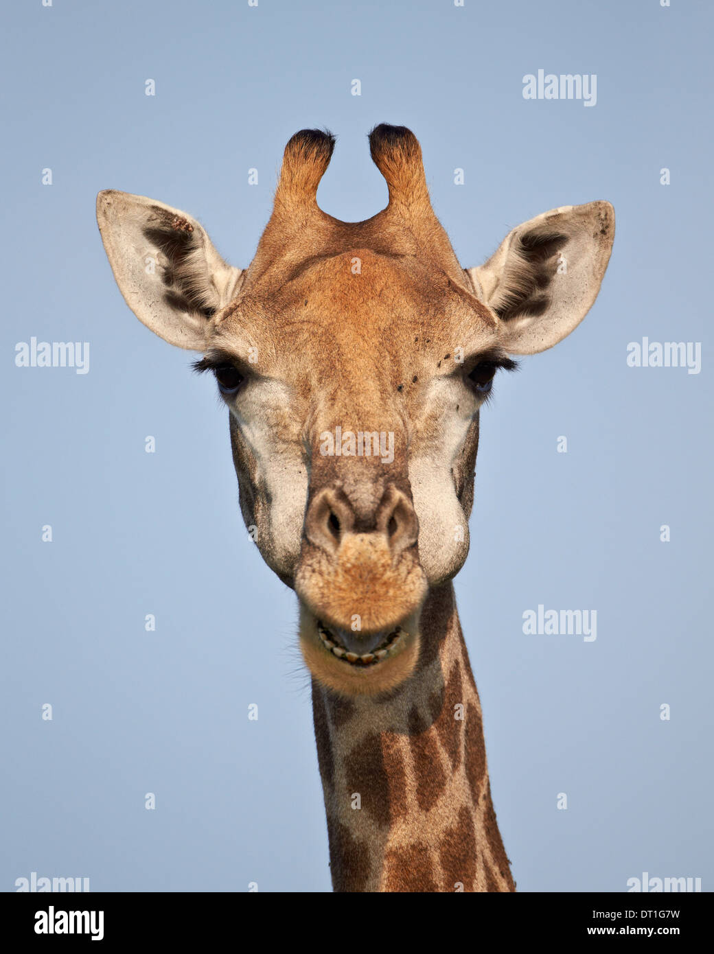 Cape Girafe (Giraffa camelopardalis giraffa), Kruger National Park, Afrique du Sud, l'Afrique Banque D'Images