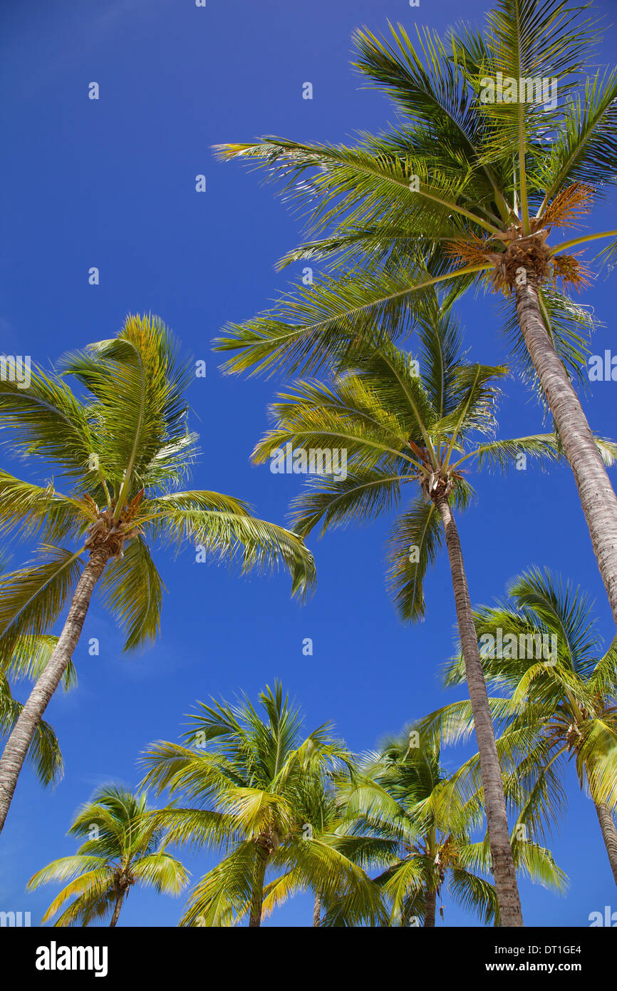 Palmiers, Long Bay, Antigua, Iles sous le vent, Antilles, Caraïbes, Amérique Centrale Banque D'Images