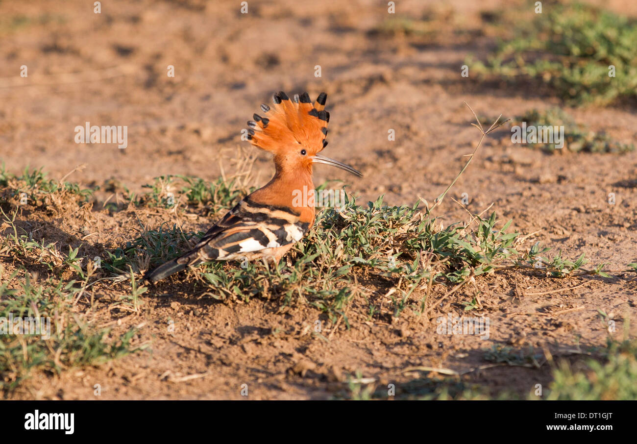 L'affichage et la huppe de plumes en prolongeant sa headcrest Parc national du lac Nakuru, Kenya, Africa Banque D'Images