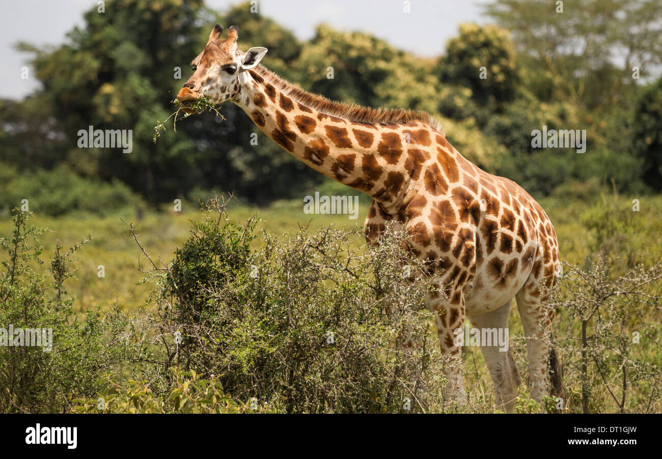 L'arrêt de Rothchild Girafe manger un déjeuner au parc national du lac Nakuru, Kenya, Africa Banque D'Images