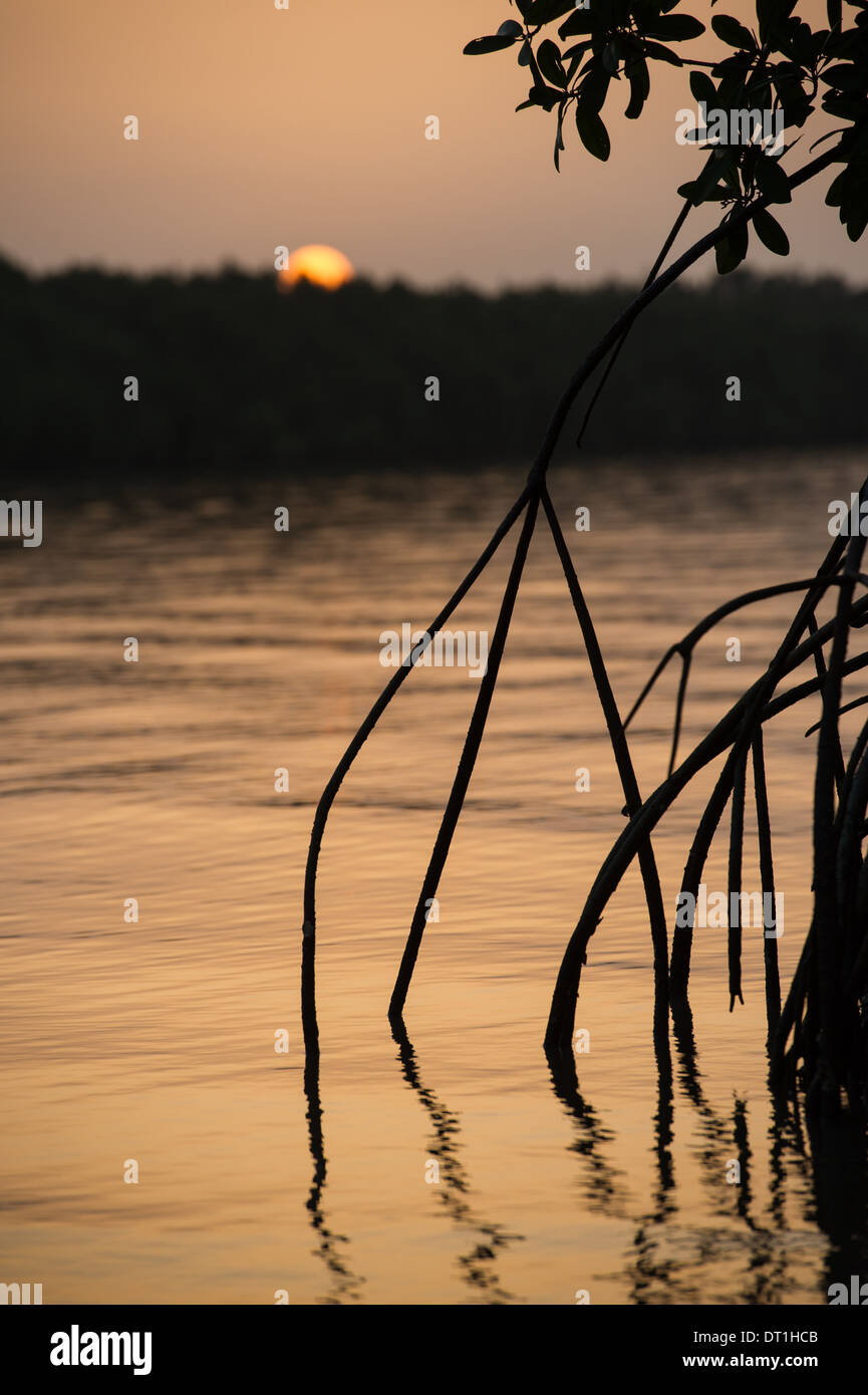 Coucher de soleil sur une mangrove Creek dans la région de Bao Bolon, zones humides, la Gambie Tendaba Banque D'Images