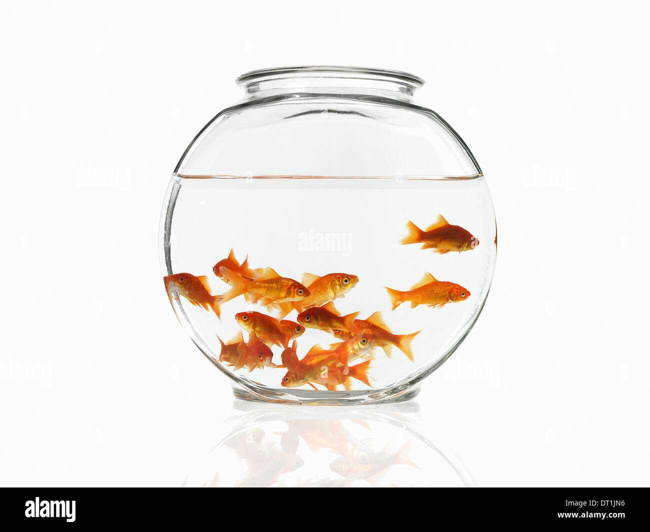 Goldfish swimming in a bowl Banque D'Images