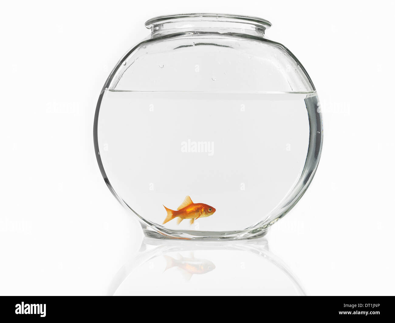 Goldfish swimming in a bowl Banque D'Images