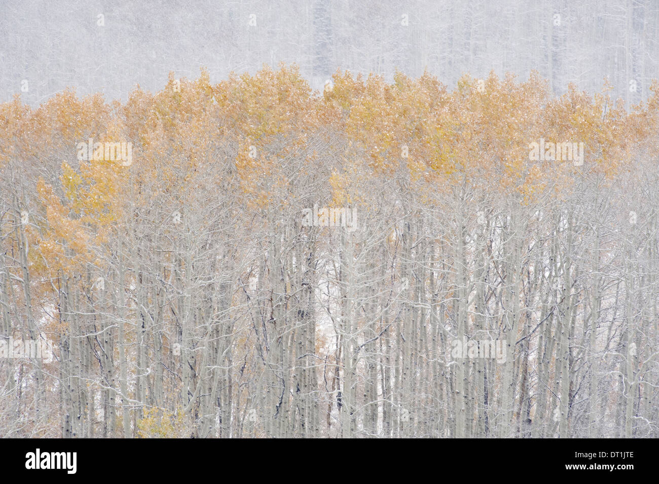 Tremble arbres en automne pendant la chute de neige montagnes Wasatch de l'Utah Banque D'Images