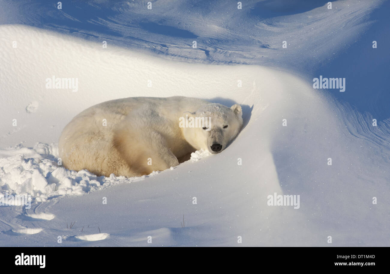 L'ours polaire dans la nature Banque D'Images