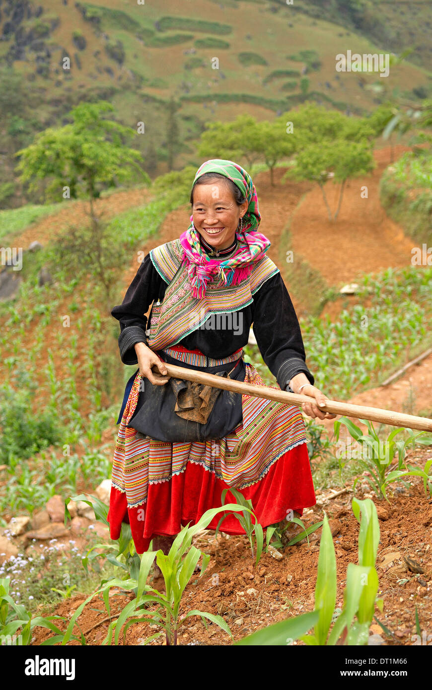 Ethnique Hmong fleurs femme travaillant dans les champs, Bac Ha, le Vietnam, l'Indochine, l'Asie du Sud-Est, Asie Banque D'Images