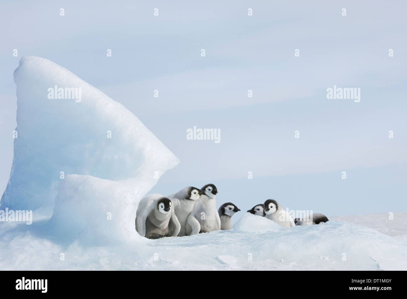 Une pépinière de jeunes poussins avec pingouin gris épais manteaux duveteux regroupés sous un pinacle de glace Banque D'Images