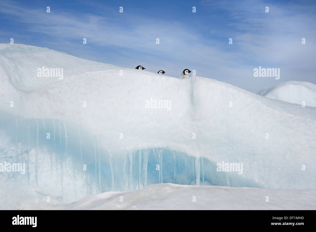 Trois penguin chicks in a row chefs vu peering over un amoncellement ou Ridge dans la glace sur l'île de Snow Hill Banque D'Images