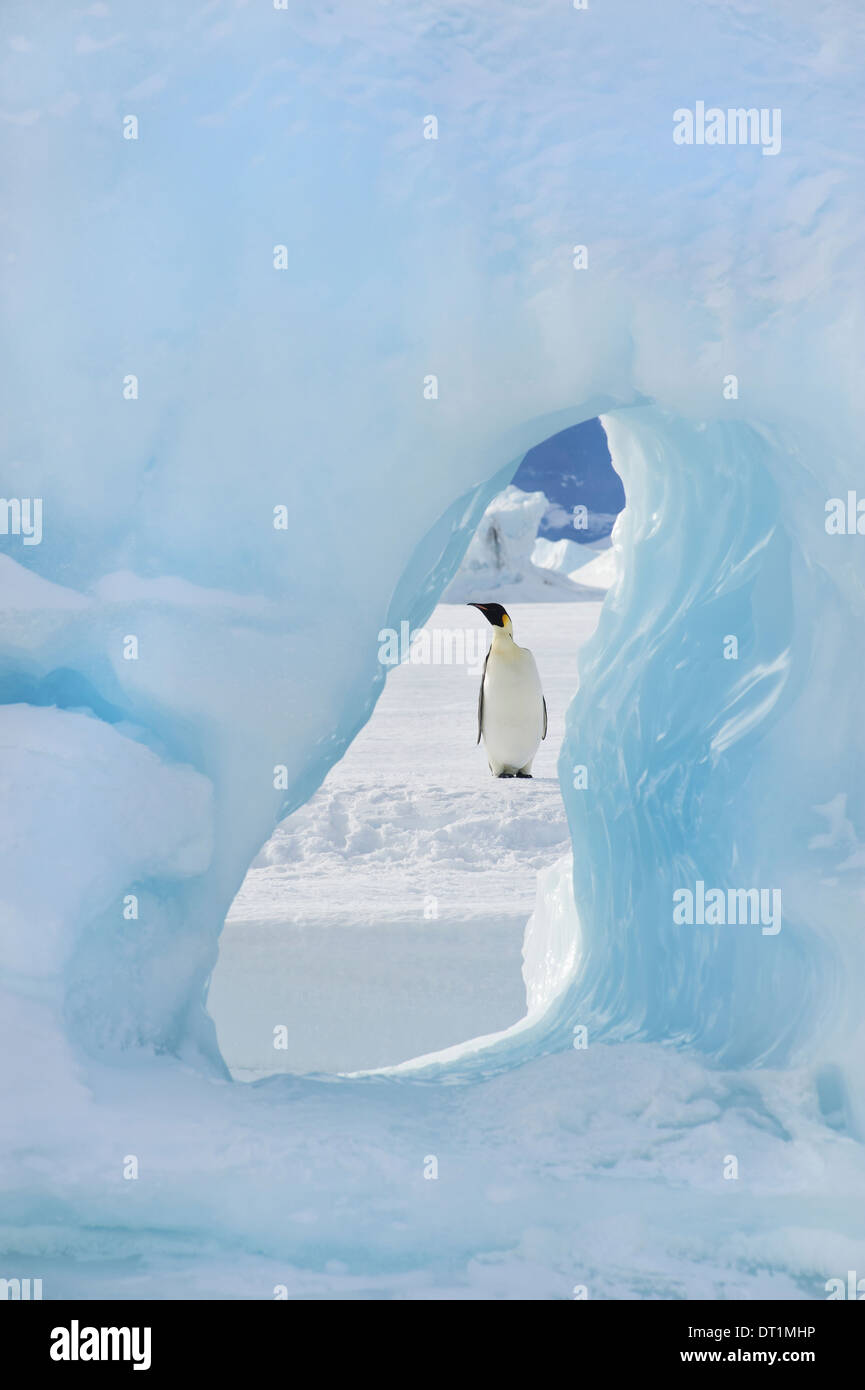 Un manchot empereur adultes debout sur la glace sur Snow Hill Island vu à travers une arche de glace Banque D'Images
