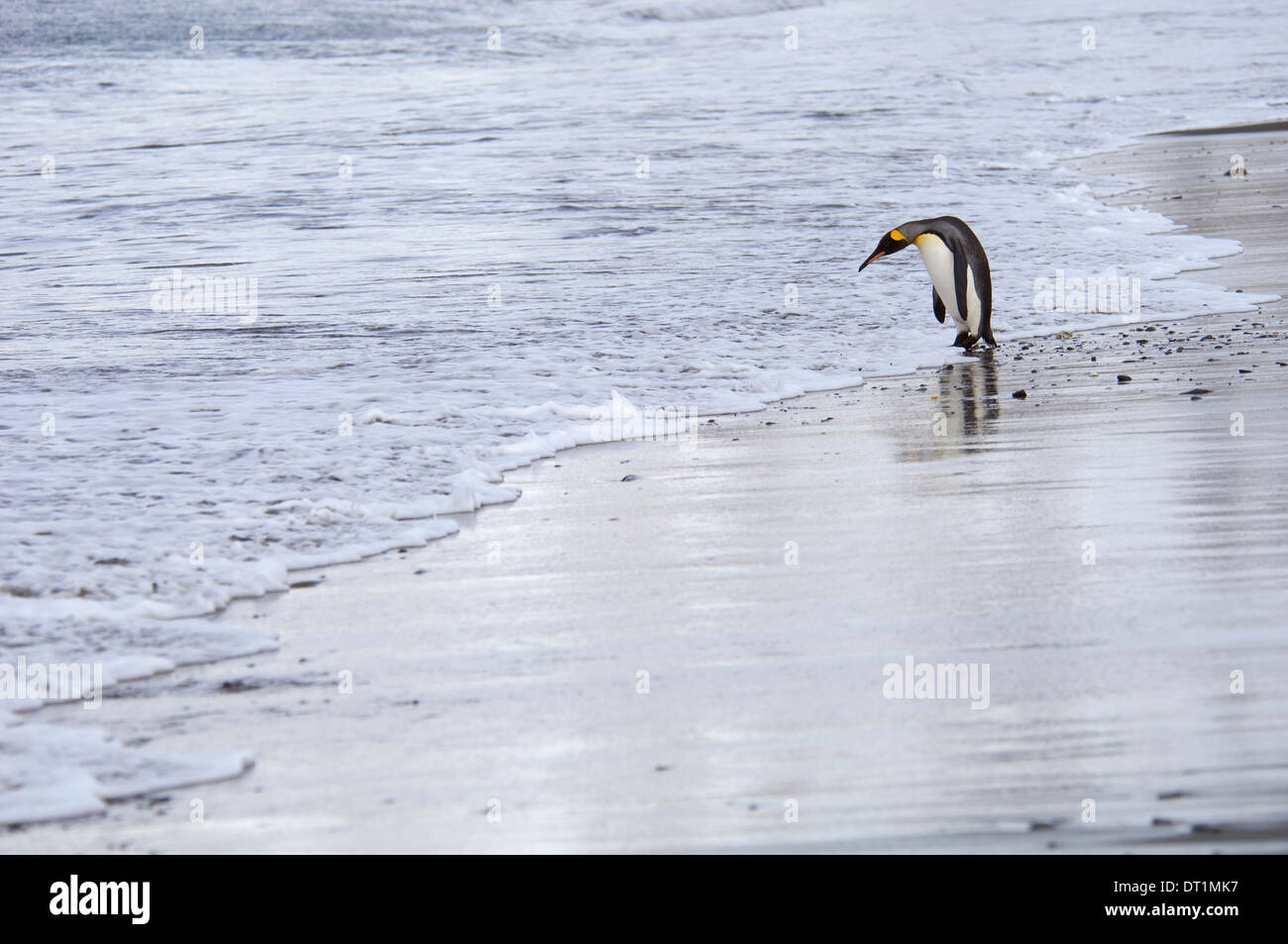 Un manchot royal Aptenodytes patagonicus sur la banquise sur les mers entourant l'île de Géorgie du Sud dans les Malouines Banque D'Images