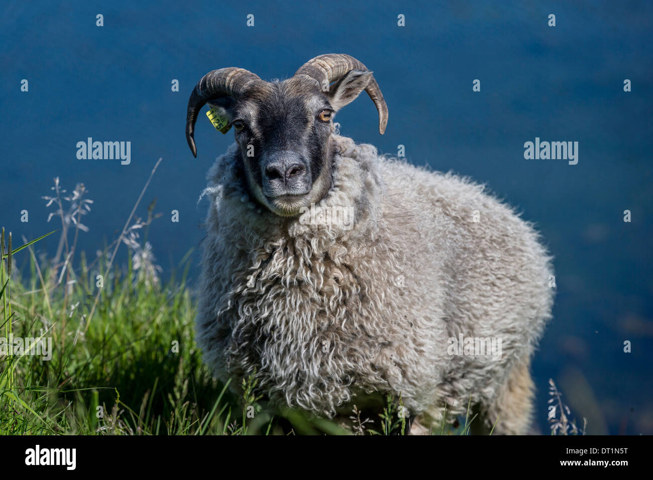 Portrait de moutons d'Islande, Islande, l'île de Flatey Banque D'Images