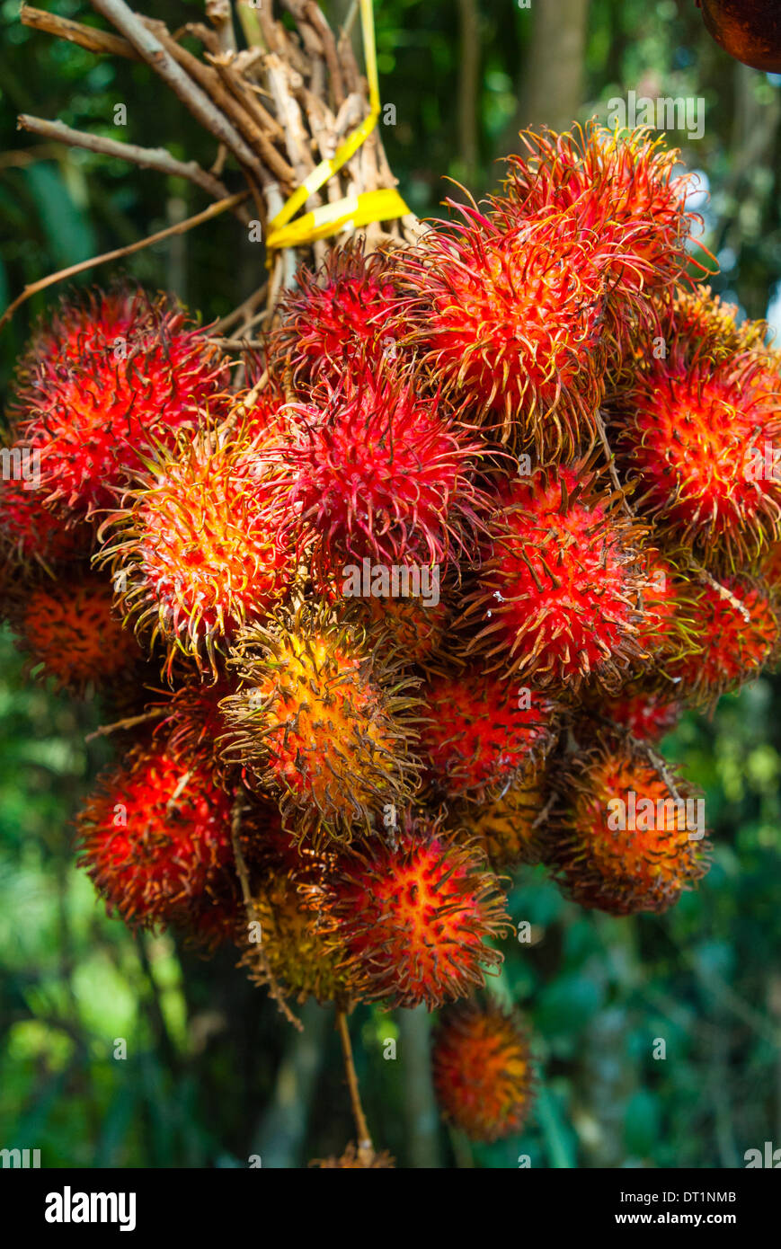 Rambutan fruit, Melaka (Malacca), l'État de Melaka, Malaisie, Asie du Sud, Asie Banque D'Images