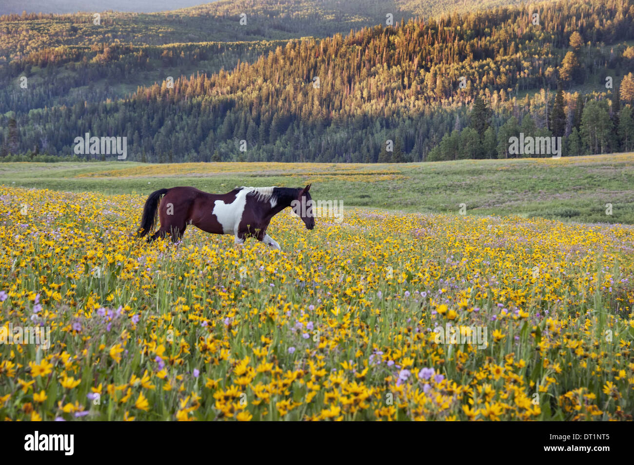 Cheval dans un champ de fleurs des montagnes Uinta dans l'Utah Banque D'Images
