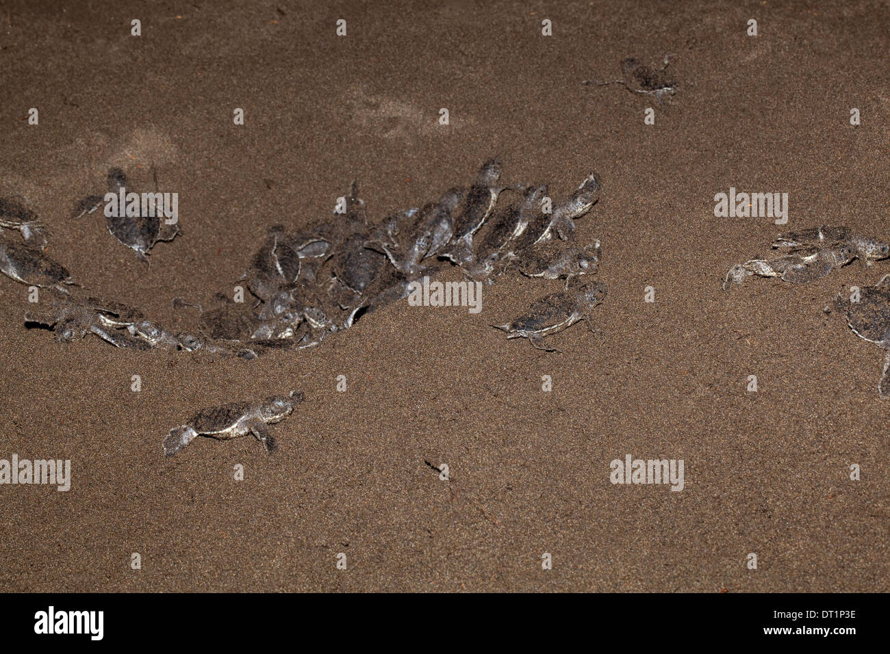 Les tortues vertes (Chelonia mydas). Les nouveau-nés en laissant un départ synchronisé à partir de la cavité de nidification, dans une plage de sable volcanique. Banque D'Images