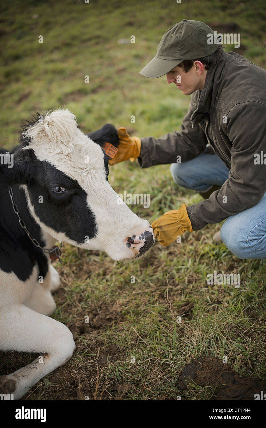 Ferme laitière et de travail des agriculteurs ayant tendance à les animaux Banque D'Images