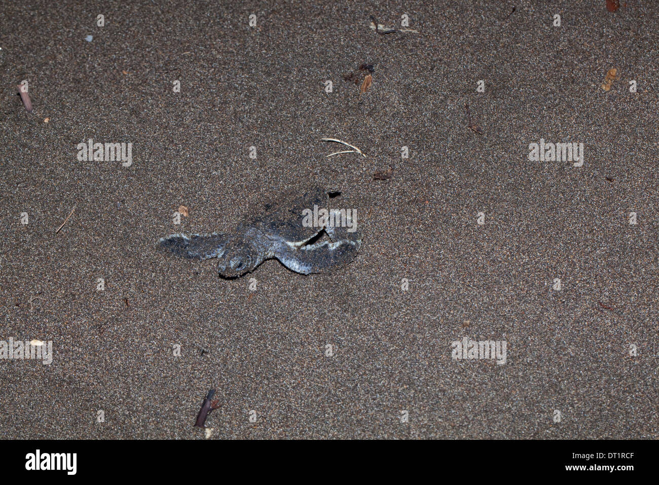 La tortue verte (Chelonia mydas). Au départ de la cavité de nidification des tortues dans une plage de sable volcanique. Tortuguero. Costa Rica. Banque D'Images