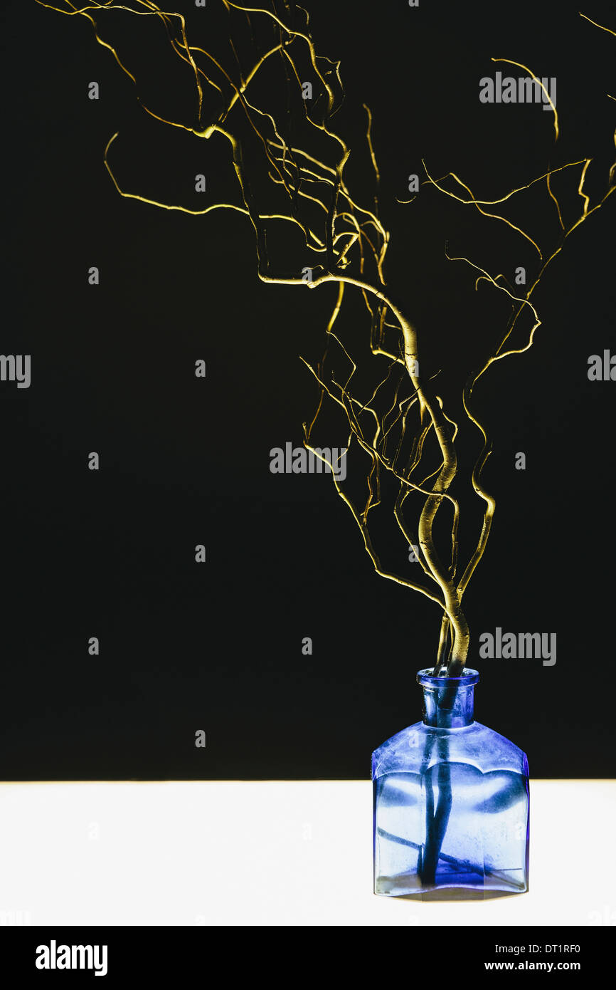 Willow Tree en direction de la petite bouteille bleu fond noir et blanc Banque D'Images