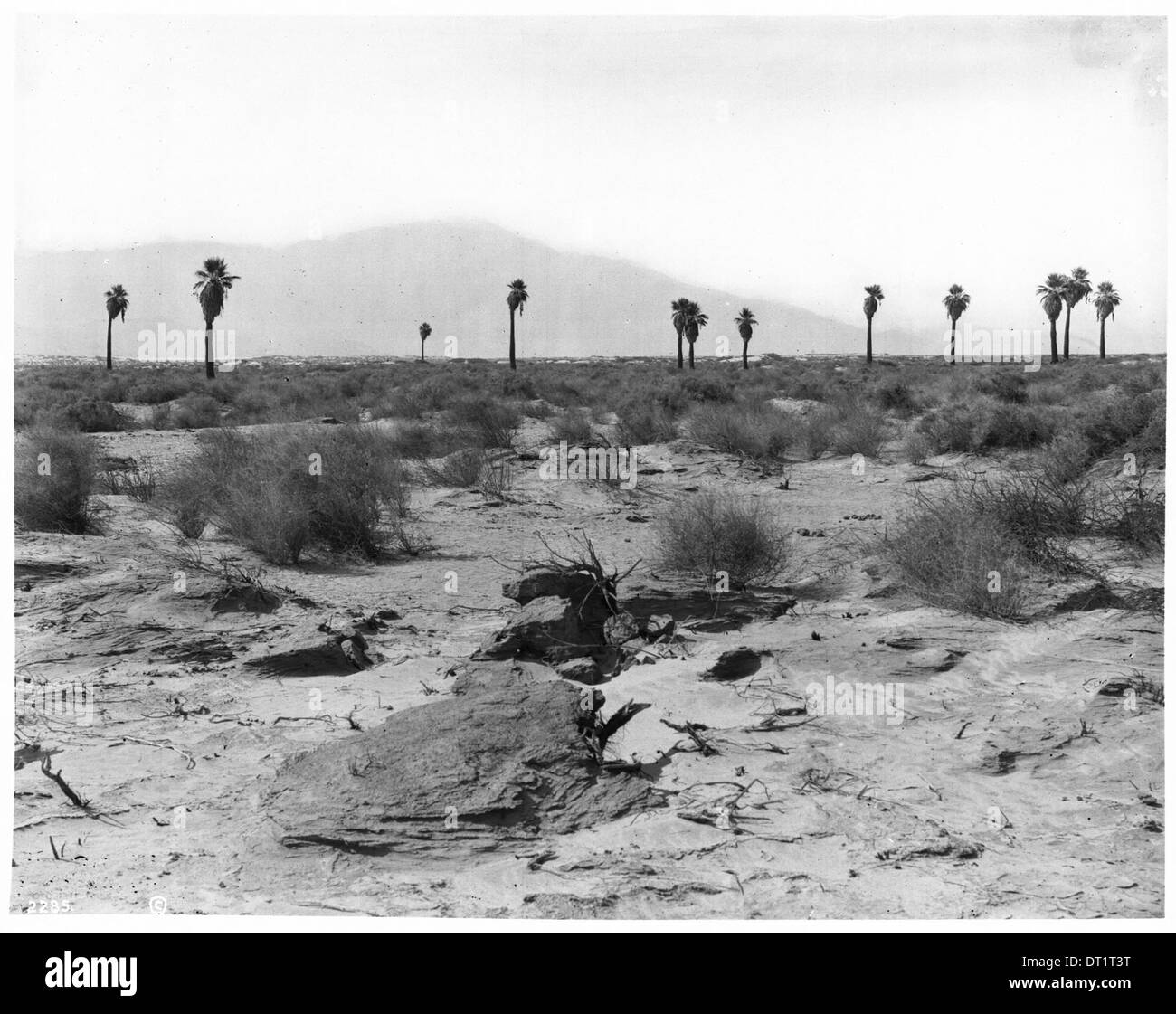 Un groupe de douze palmiers alignés à travers l'horizon dans le désert du Colorado, au nord-est de Palm Springs près d'Indio, photographié vers 1904. Banque D'Images