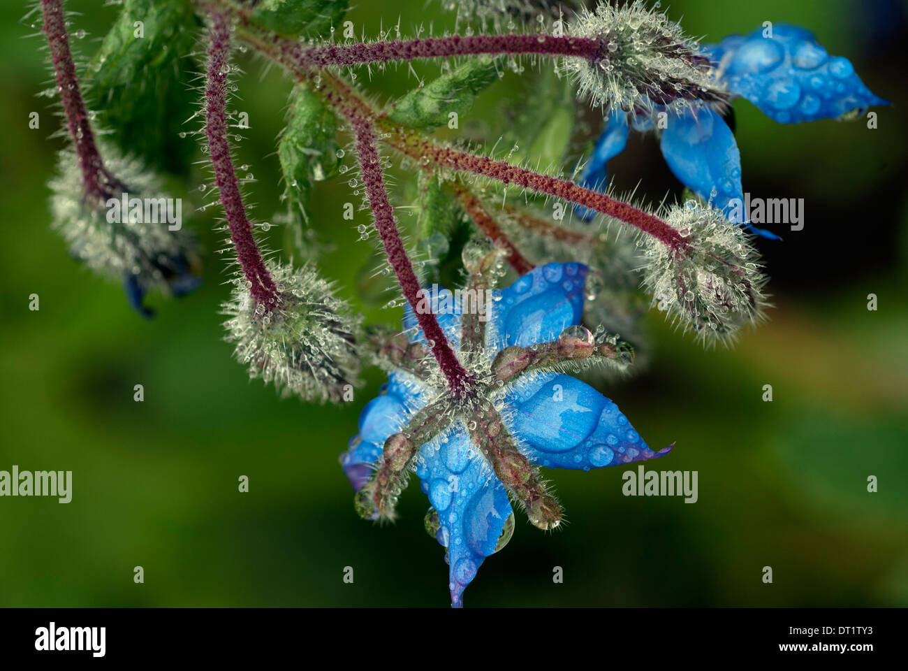 Fleurs de bourrache Banque D'Images