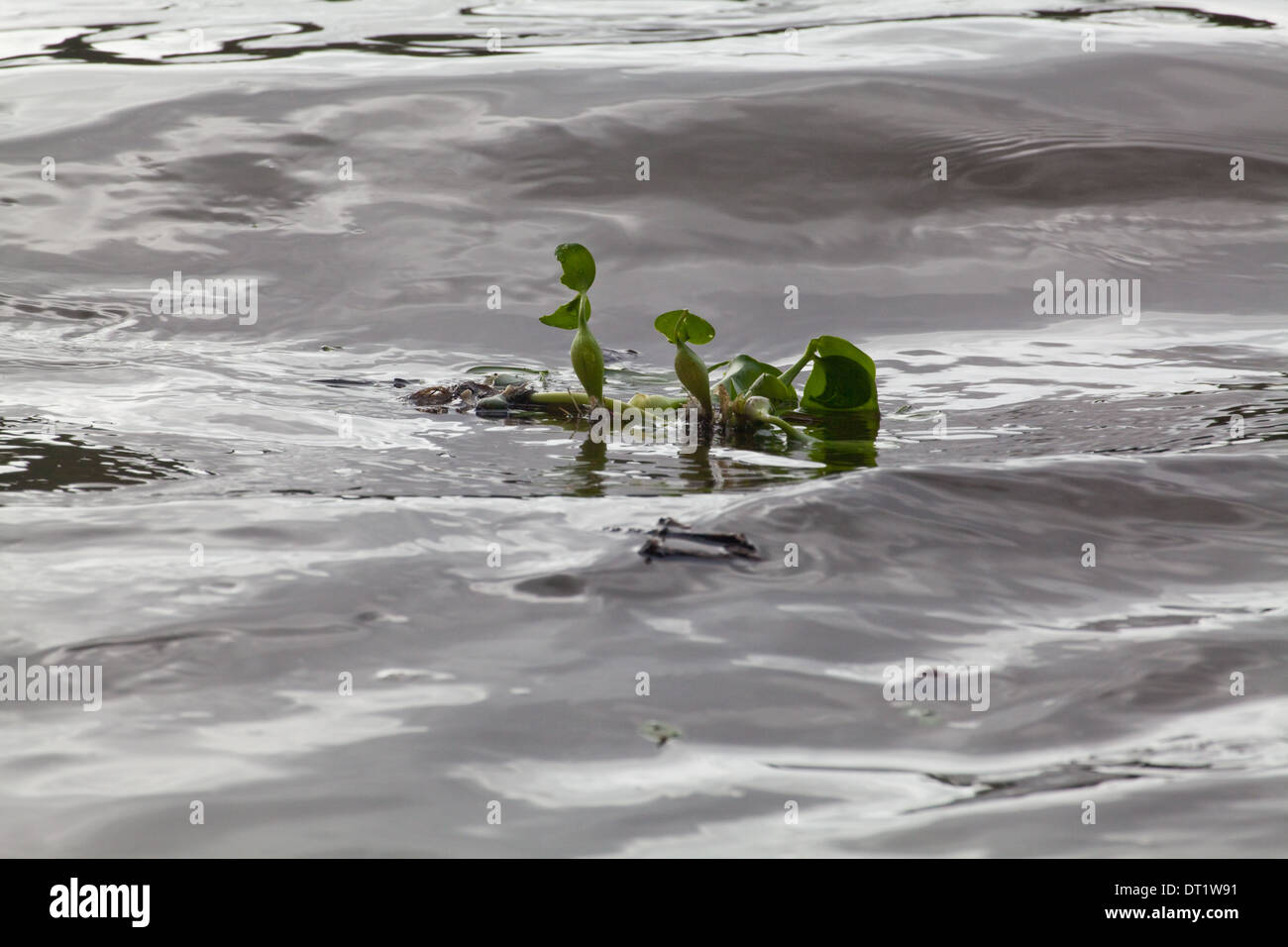 Jacinthe d'eau (Eichornia crassipes). Originaire d'Amazonie. D'ailleurs une espèce exotique envahissante. Rompre chunk. Banque D'Images
