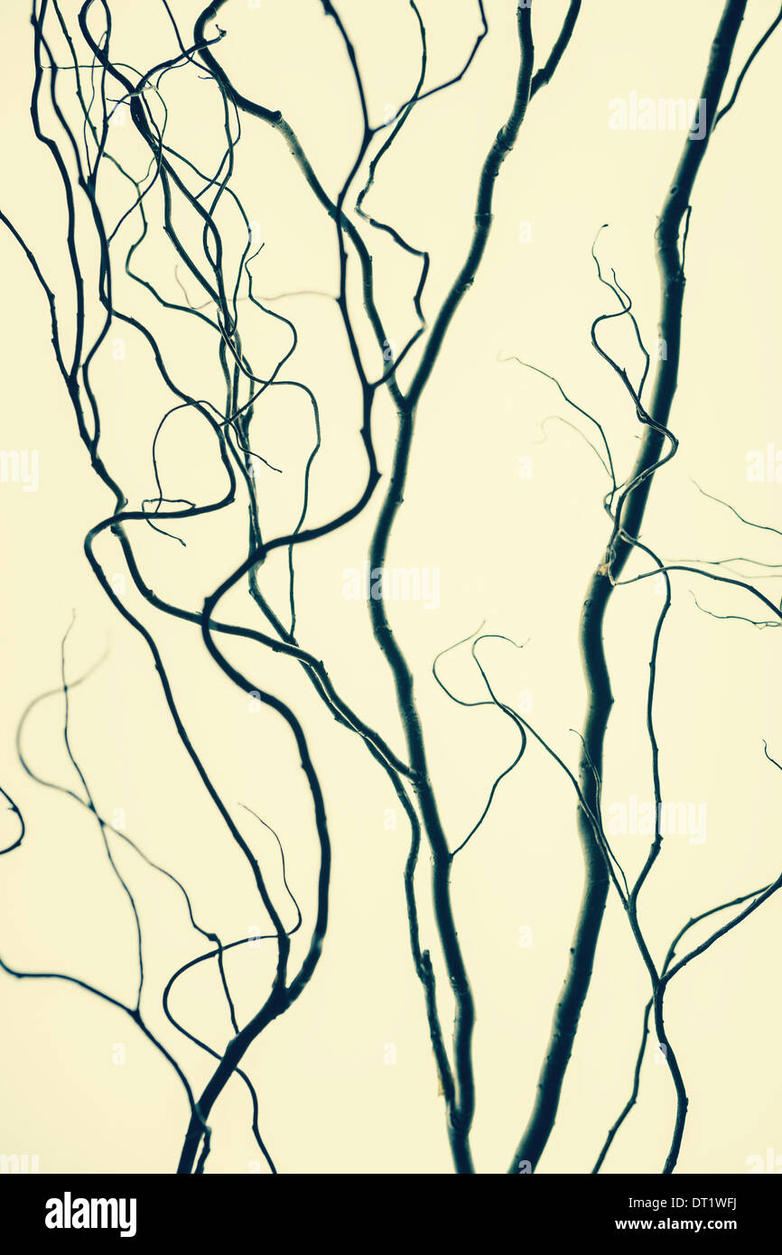 Willow Tree branches contorsionnées shapes Banque D'Images