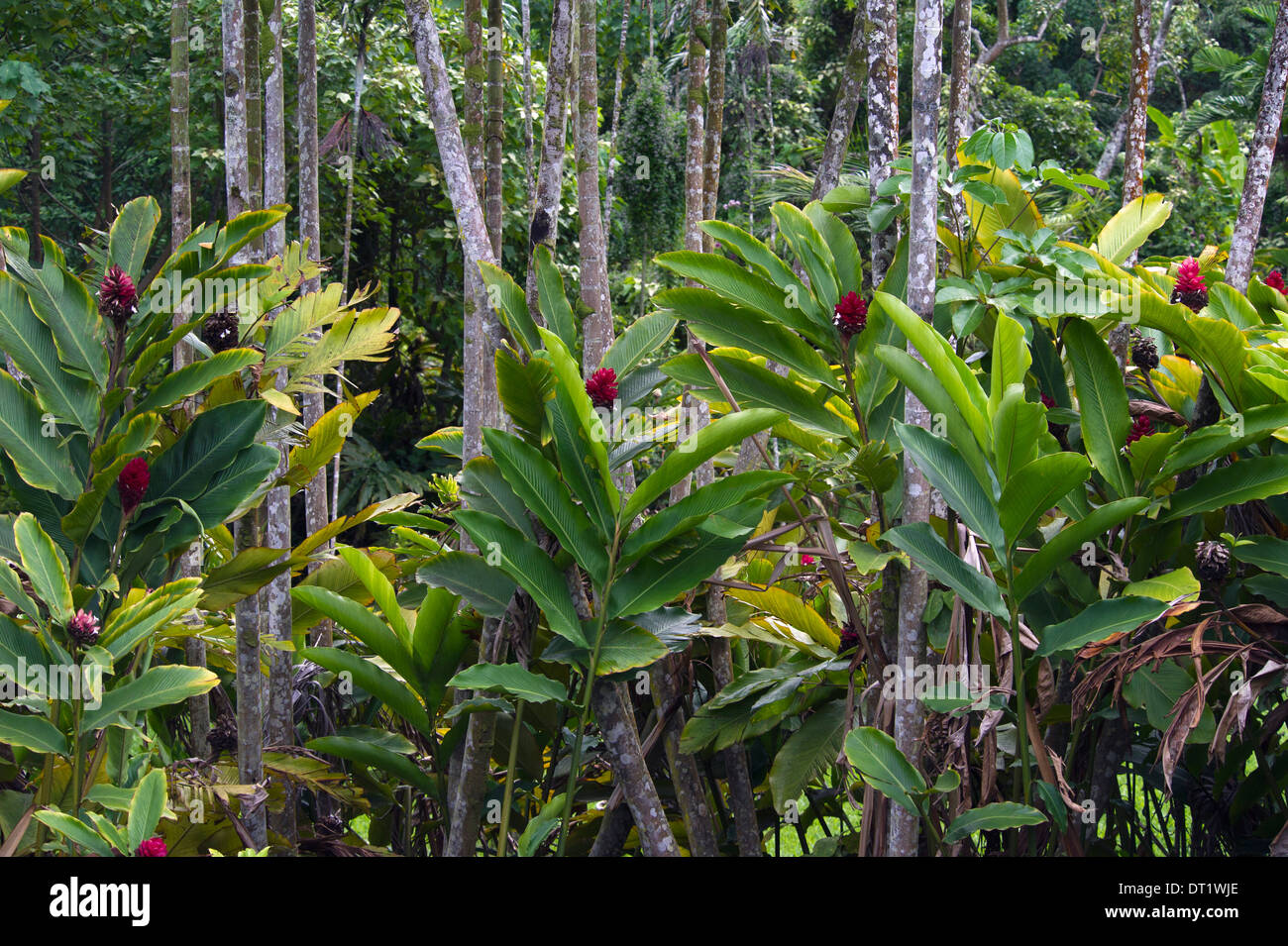 Jungle sur Oahu, Hawaii Banque D'Images