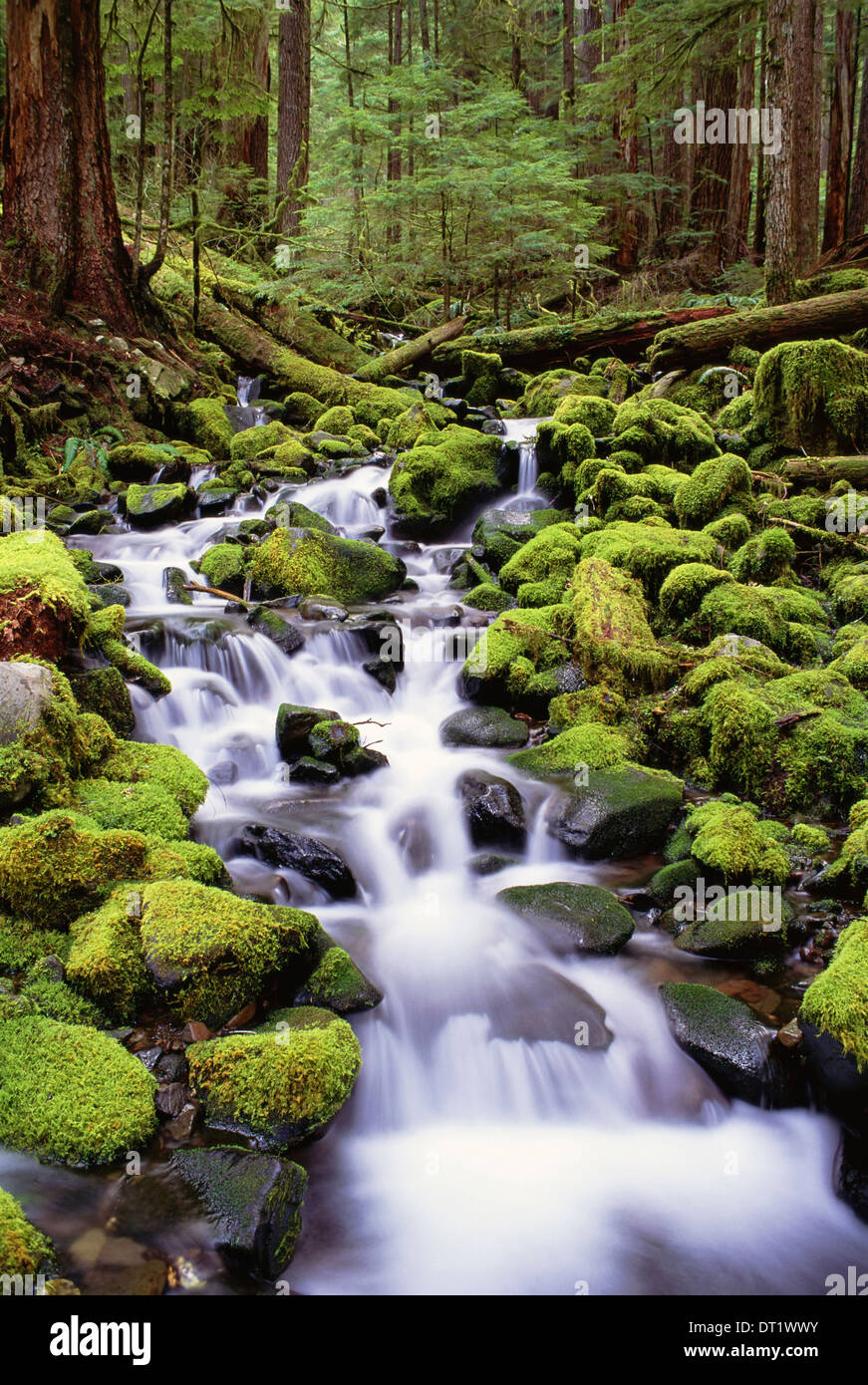 Un ruisseau coule sur des roches couvertes de mousse dans le Parc National Olympique dans l'État de Washington Banque D'Images