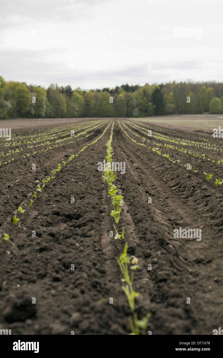 Un champ ouvert avec labour semis en lignes de croissance Banque D'Images