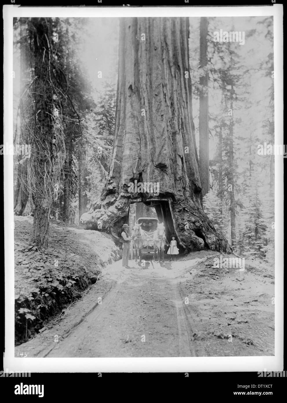 Cette photographie montre un cheval et un buggy conduisant à travers un grand arbre dans Mariposa Grove, parc national de Yosemite, Californie, prise vers 1900, mettant en valeur les merveilles naturelles et le tourisme précoce dans le parc. Banque D'Images