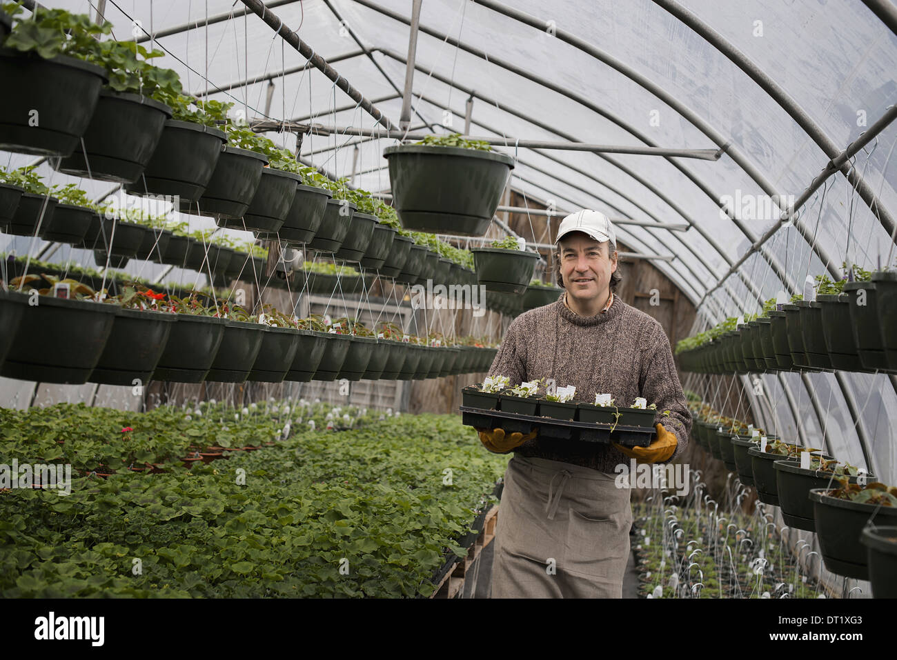 Un homme tenant les plateaux de jeunes plantes et plants Banque D'Images