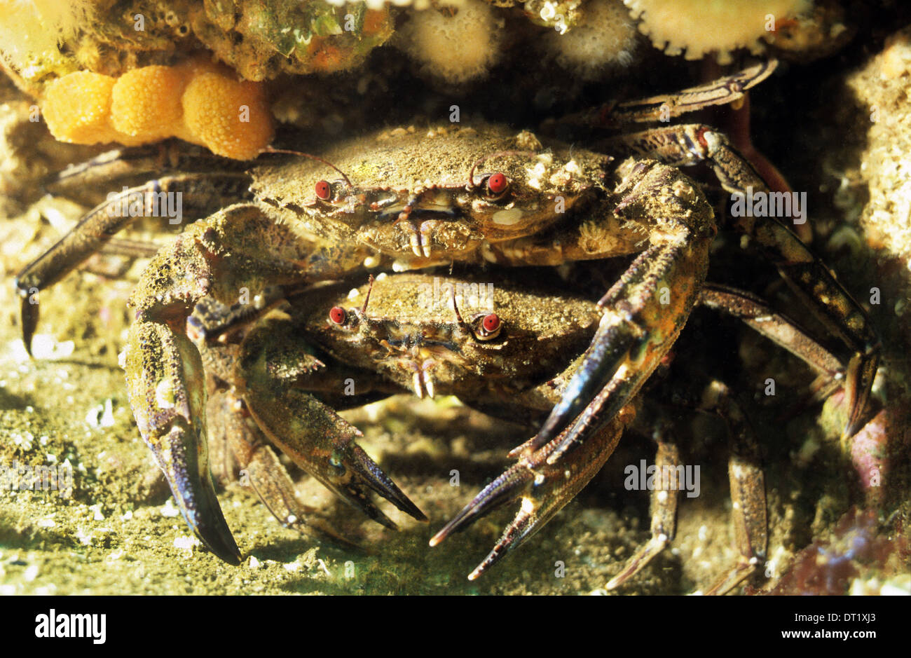 Piscine de velours des crabes. St Abbs sous réserve marine. Incroyable la vie sous-marine au large de la côte britannique. Banque D'Images